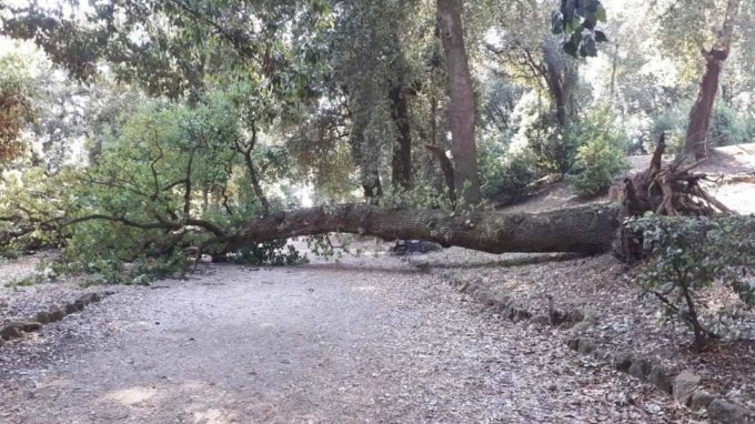 CADE UN ALTRO ALBERO A VILLA DORIA