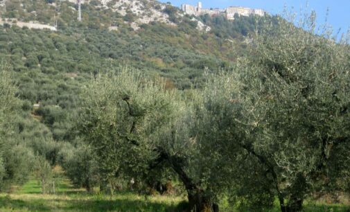 Raccolta delle olive, per il Capol l’olio sarà poco ma buono