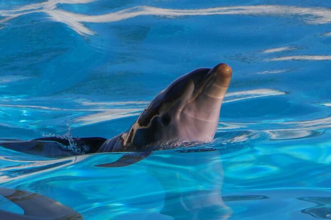 Grazie al cordone ombelicale della delfina Maya, importanti risultati nell’ambito della medicina rigenerativa