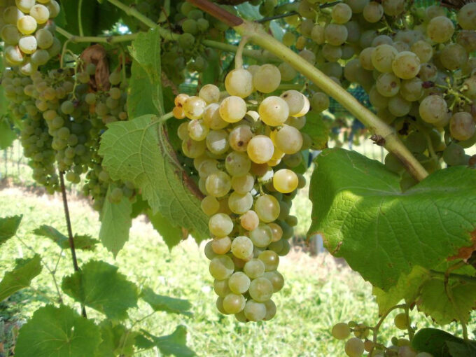 Viti “resistenti”, ecco le sette cultivar che si adattano meglio al territorio trentino