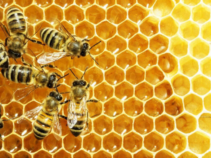 20 maggio 2021 – Giornata mondiale delle api