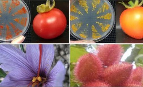 Innovazione: da ENEA nuovo metodo per produrre molecole da pomodoro e lievito contro le maculopatie