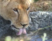 Un viaggio di 10 mila chilometri per 5 leoni e 1 tigre da uno zoo in Ucraina a un santuario in Sudafrica