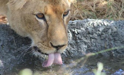 Un viaggio di 10 mila chilometri per 5 leoni e 1 tigre da uno zoo in Ucraina a un santuario in Sudafrica