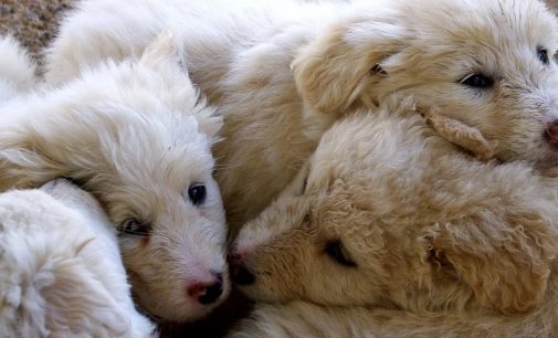 Legambiente parte civile il processo contro uomo che uccise 8 cuccioli di pastore maremmano
