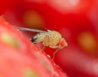 Parte il 2° anno del programma nazionale di lotta biologica contro la Drosophila suzukii