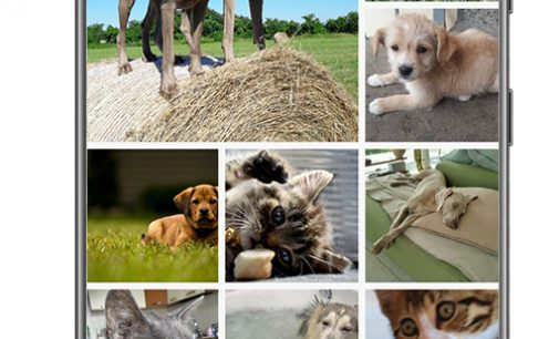 PETSLY: IL NUOVO SOCIAL NETWORK DEDICATO AGLI ANIMALI DOMESTICI