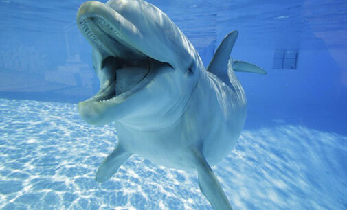 LITORALE. A grande richiesta lezioni di salvataggio sui delfini spiaggiati