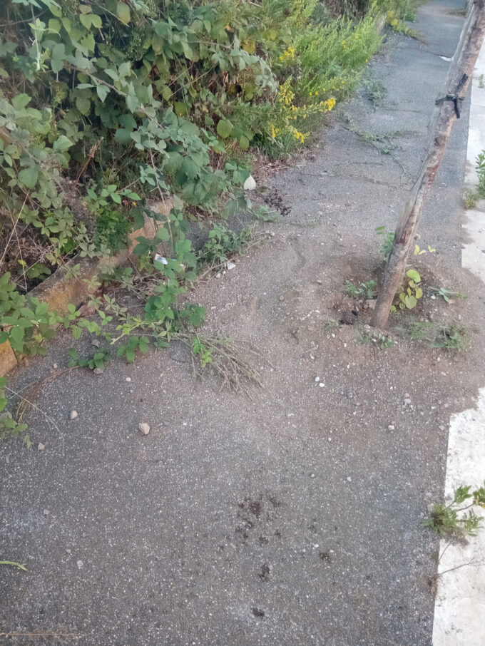 Lanuvio – Campoleone, gincana sul marciapiede di via Impastato, tra erbacce, rovi e…