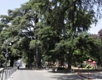 Giornata Mondiale degli Alberi – A San Cesareo (RM) 200 mq di arte a tutela del patrimonio arboreo