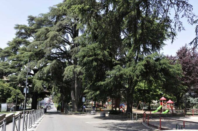 Giornata Mondiale degli Alberi – A San Cesareo (RM) 200 mq di arte a tutela del patrimonio arboreo