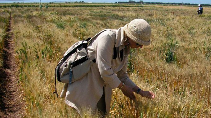 Agricoltura: ENEA individua varietà di grano duro che risponde meglio alla siccità