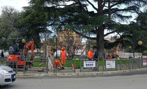 Ambiente a Ciampino, l’Amministrazione dialoga con i cittadini sul programma di abbattimenti di alberi in Città
