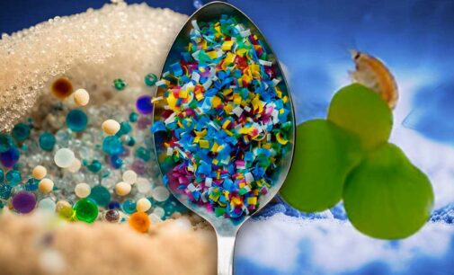 Ambiente: piante-animali-uomo, così le microplastiche contaminano il nostro cibo