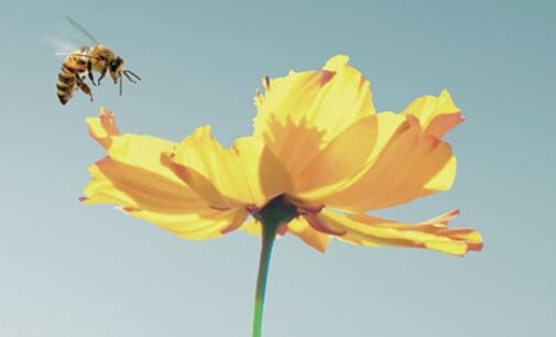 Diamo ascolto alle api: Vademecum dal mondo delle api