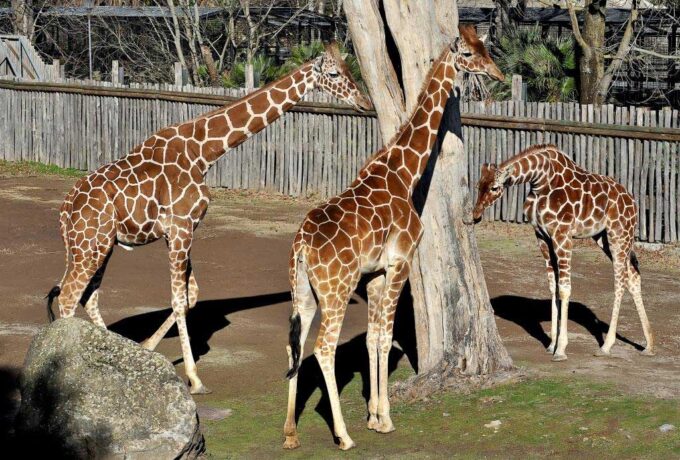 Domenica 18 giugno al Bioparco giornata evento ‘Sua altezza la giraffa’