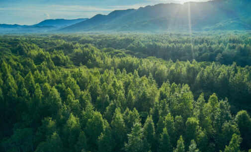 GIORNATA INTERNAZIONALE DELLE FORESTE