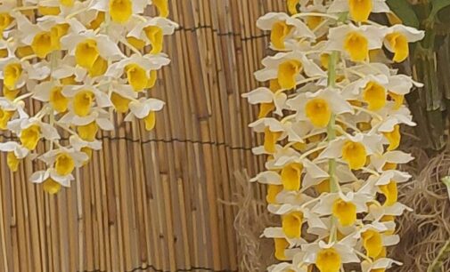 “Orchidee dal Mondo”, bella e migliorabile, il libro sulle spontanee del Parco dei Castelli e le ormai antiche inutili capitozze agli alberi